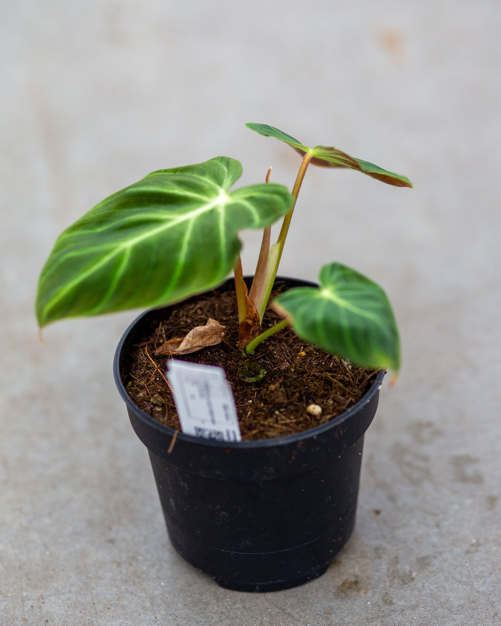 Philodendron verrucosum 'Amazon Sunset' – Plantlovers