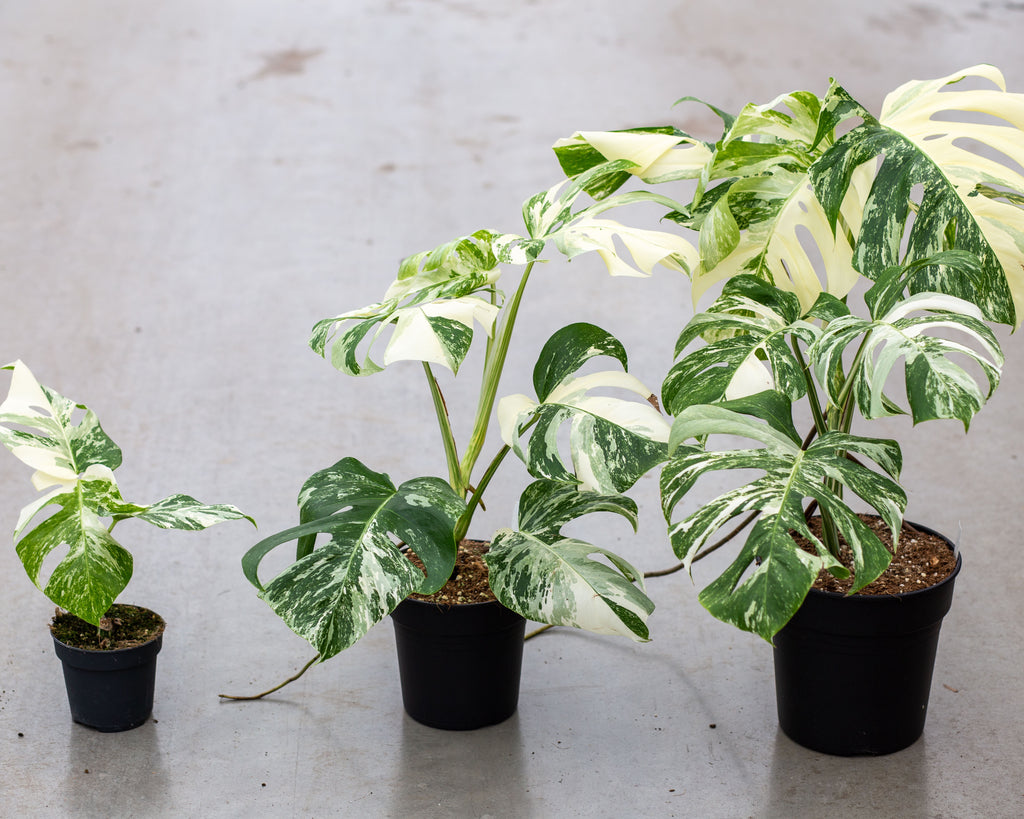 Variegated Monstera: Caring for the Elusive (and Expensive!) Monstera  Deliciosa Variegata – Garden Betty