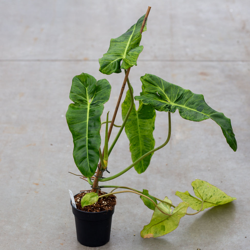 Huge Philodendron Paraiso fashion Verde | Fully Rooted | Local Supplier | Rare Tropical Plant