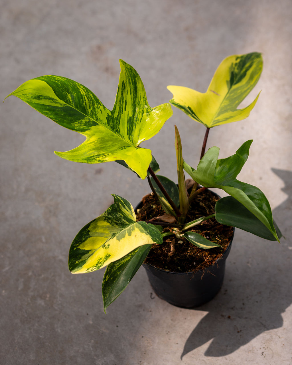 Philodendron Florida beauty top