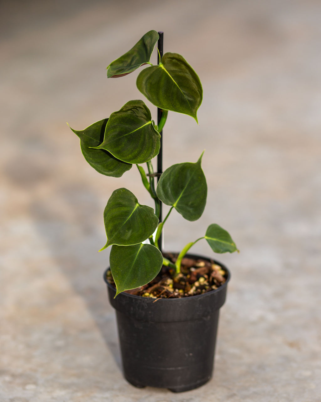 Buy Philodendron Lupinum Plants Online | PlantLovers.eu – Plantlovers