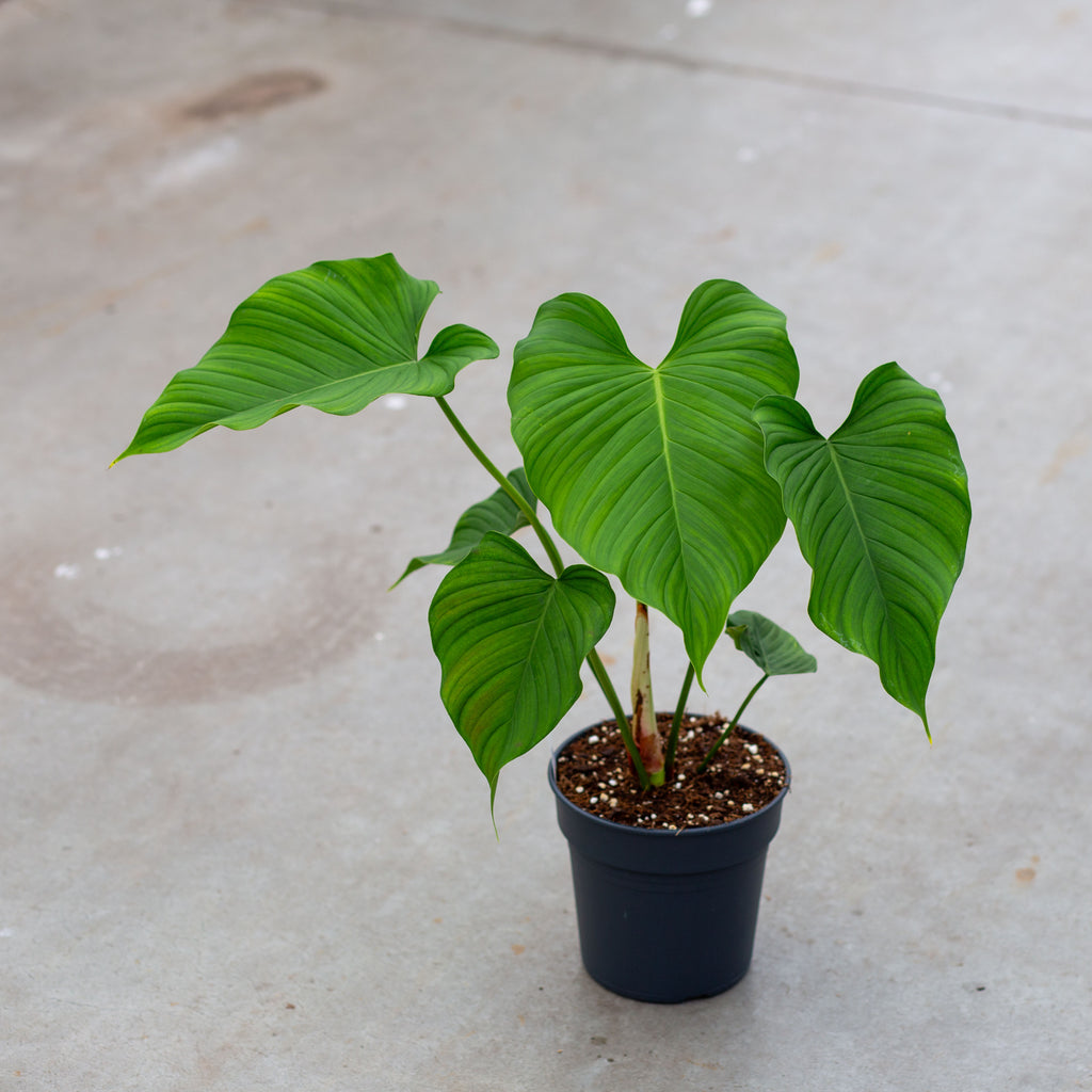 Philodendron Roseocataphyllum good - Full Plant