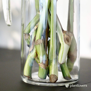 The Cutting Truth: Why Cuttings are the Key to Multiplying Monstera Albo Variegata