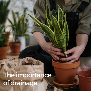 Don't Let Your Plants Drown: The Importance of Drainage