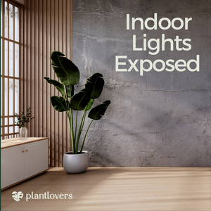 Illuminating the Indoor Jungle: Understanding Light for Thriving Houseplants