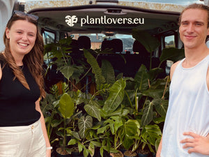 Charity Project: Third Choice Plants for Social Institutions