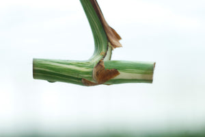 Monstera Variegata Cuttings: Understanding Top Cuttings vs. Stem Cuttings