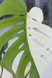 The Truth About the “Half Moon Monstera”