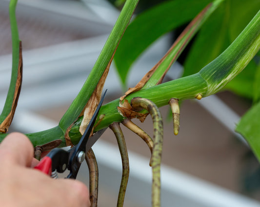 How to: Propagate and Multiply Plants