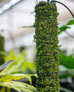 Unlocking The Adult Plant: The Power of Moss-Poles