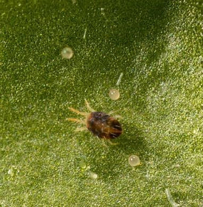 The Incognito Pest: Spider Mites