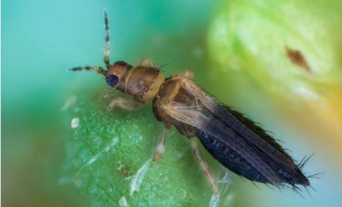 Thrips: Knowing your Opponent and Battle Strategies