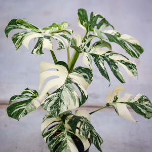 Monstera Variegata:  A Buyer's Guide to Variegation Levels