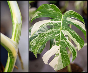 A Variegation Potential Guide: What's in the Stem