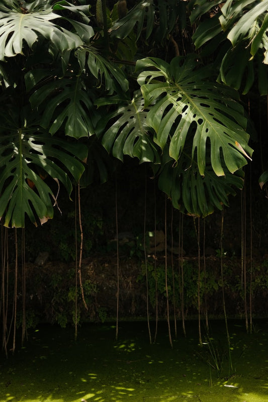 Managing Aerial Roots on Monstera Plants: Tips for a Healthy Plant