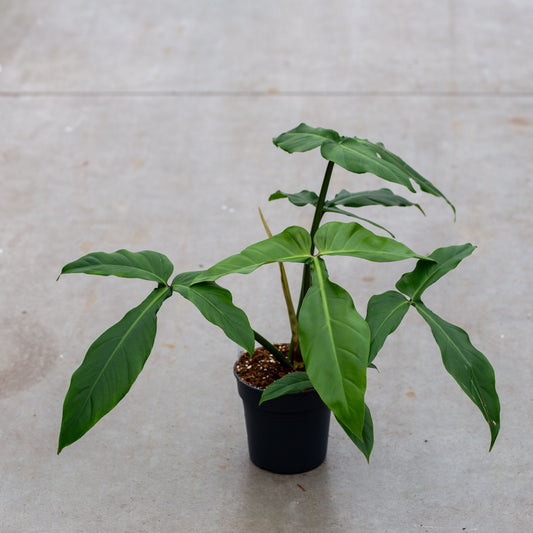 Philodendron Barrosoanum 5