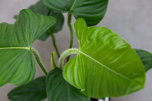 Philodendron Genevievianum