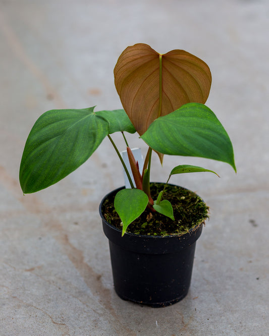 Philodendron lynamii