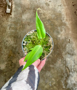 monstera burle marx flame