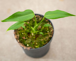 Monstera burle marx flame