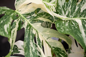 Monstera Variegata albo