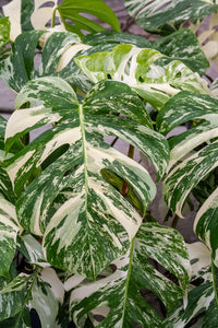 Monstera Variegata albo marbled highly variegated