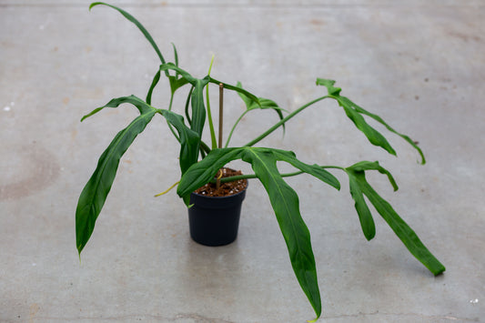 Philodendron Paloraense