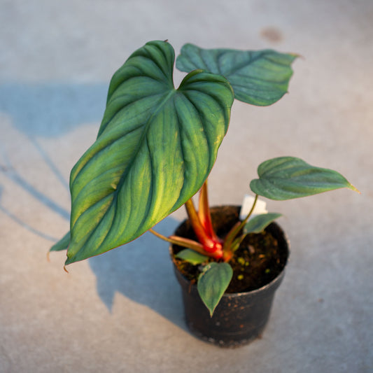 Philodendron SP Colombia