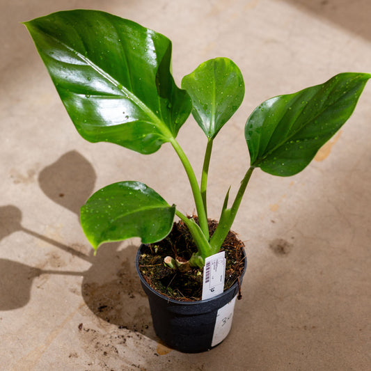 Philodendron atenuatum plantlovers