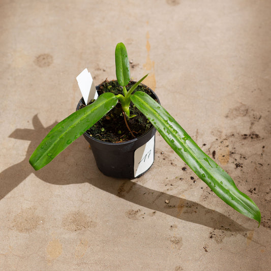 Philodendron bonifaziae plantlovers