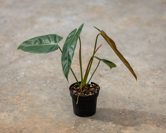 philodendron esmeraldense spirit