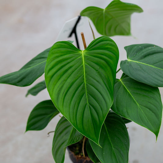 Philodendron quelelii plantlovers